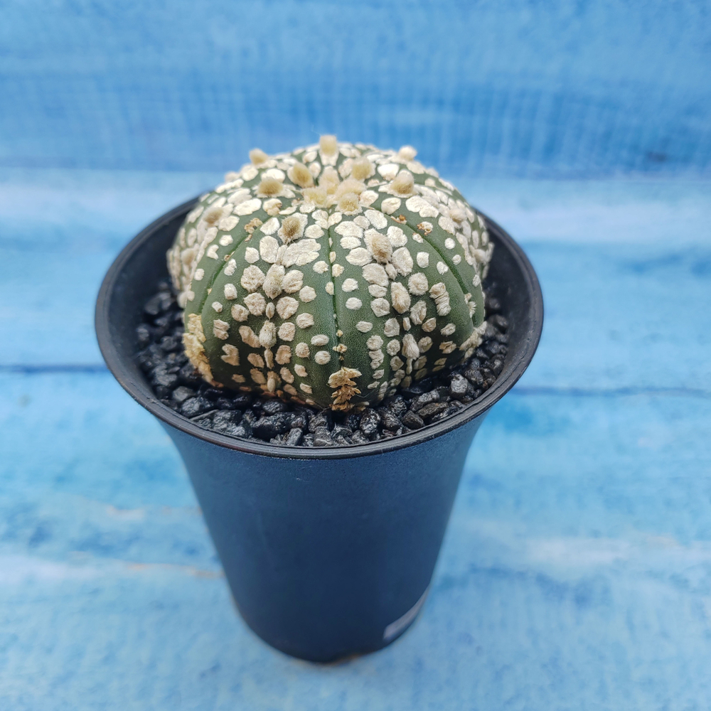 Astrophytum Asterias (Астрофитум)