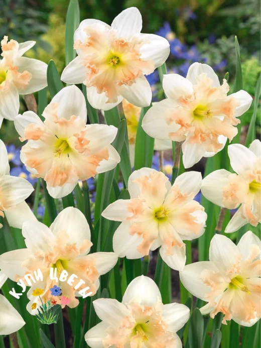 Нарцисс Палмарес Закупка М79 сентябрь 2026