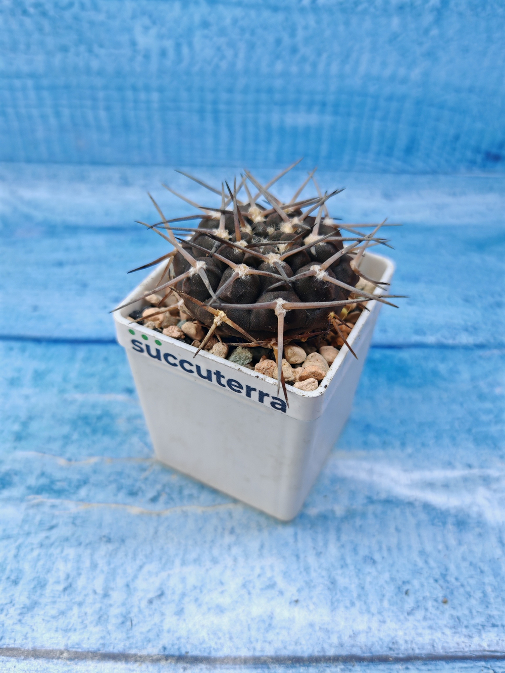Gymnocalycium Borthii Nogolense (Гимнокалициум)