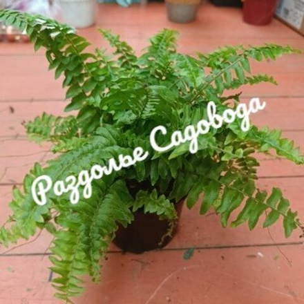 Нефролепис возвышенный Бостон Блю Бэль (горшок 1л)