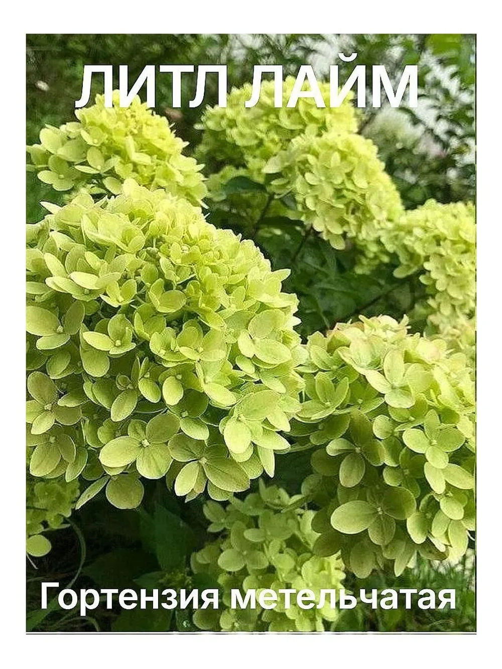 Литл Лайм гортензия метельчатая