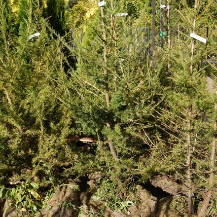 Лиственница сибирская (ком) 100-150