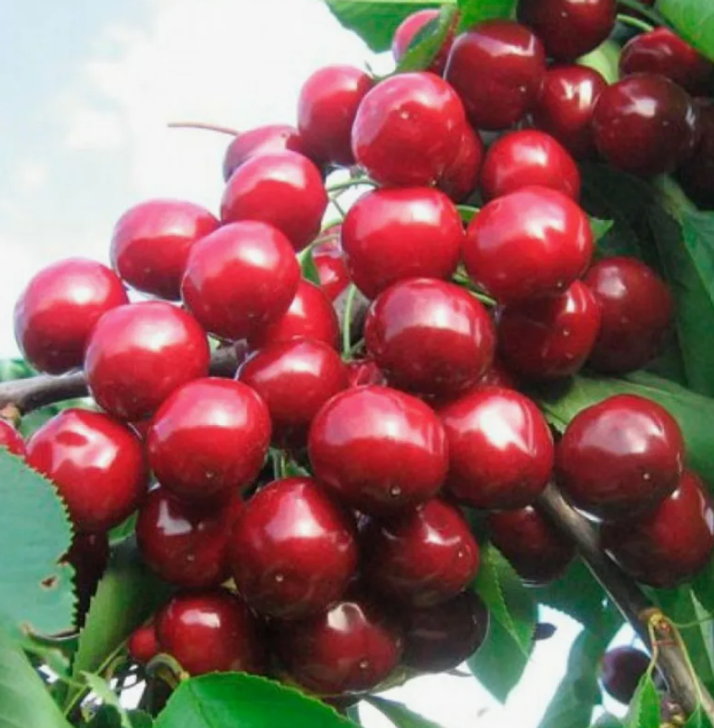 Черешня Валерий Чкалов ЗКС контейнер 5-7,5л, 3х летний саженец май 26