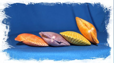 Пектен цветной двустворчатый (склеен), 5-6см, 1шт