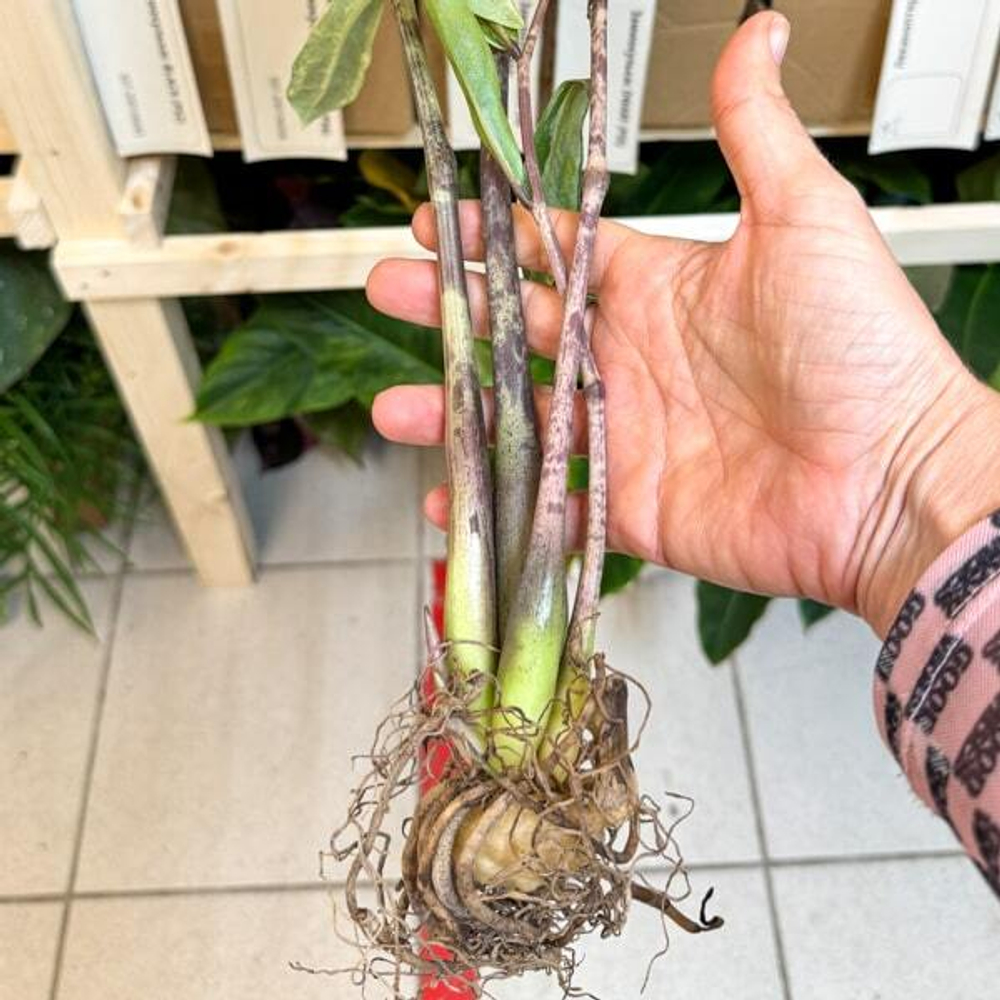 Замиокулькас BORAN VAR