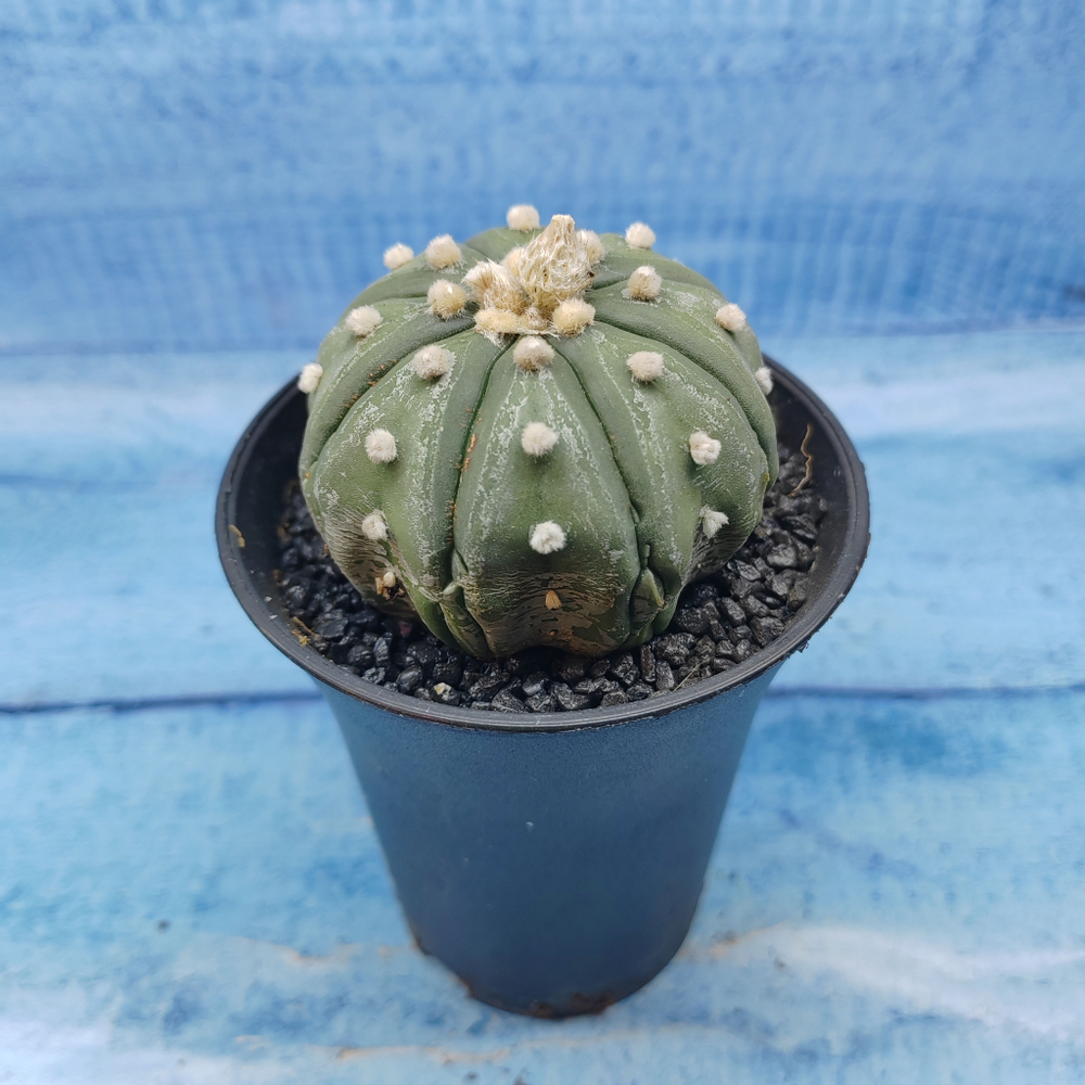 Astrophytum Asterias (Астрофитум)