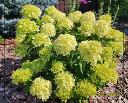 Гортензия метельчатая Литл Лайм- маленький лайм (Hydrangea paniculata `Little Lime`)