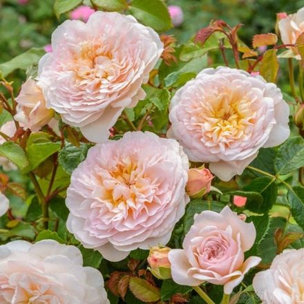 Эмили Бронте (Emily Bronte)