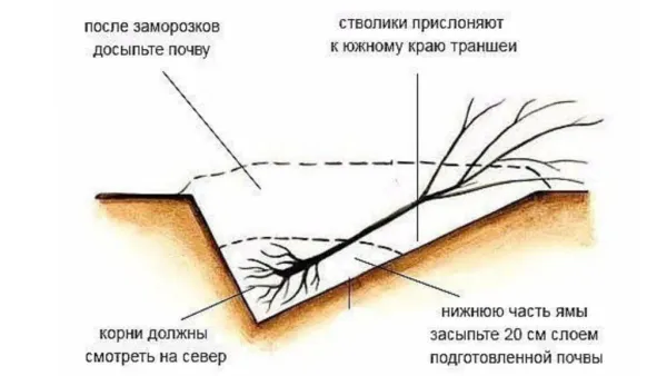 Как проверить саженцы в прикопе после зимы: признаки жизни и реанимация