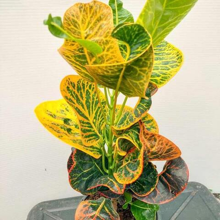 Кротон KRABAUY NAK