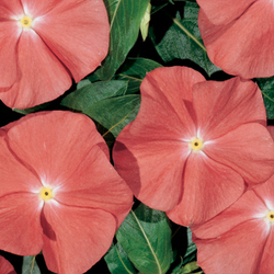 Катарантус Хитвэйв Санта Фе (100шт) Витагрин Профи