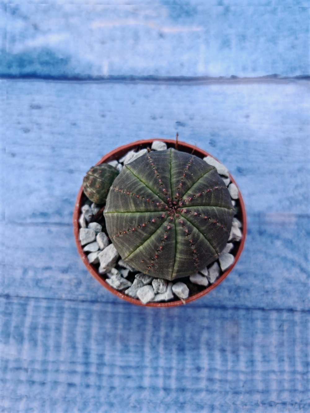 Суккулент Euphorbia Obesa (Эуфорбия)