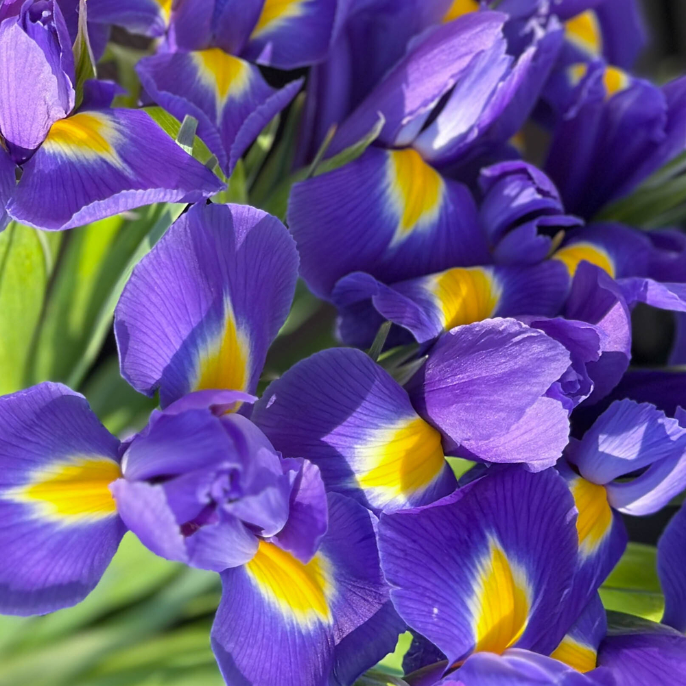 Букет 11 ирисов в ленте