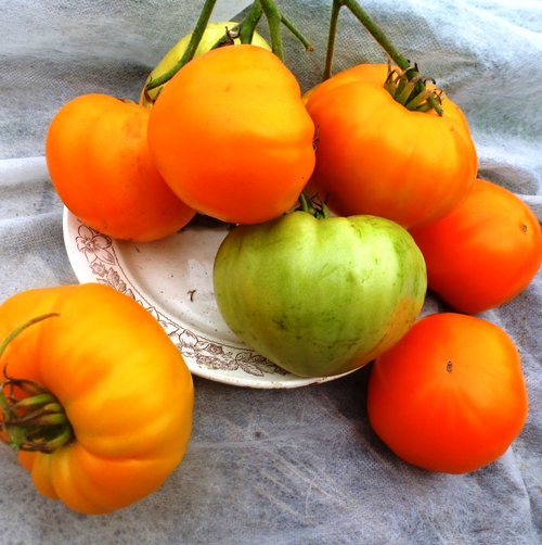 Помидоры German Orange Strawberry — Клубника Оранжевая