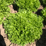 Экзакт семена салата саланова (Rijk Zwaan / Райк Цваан)