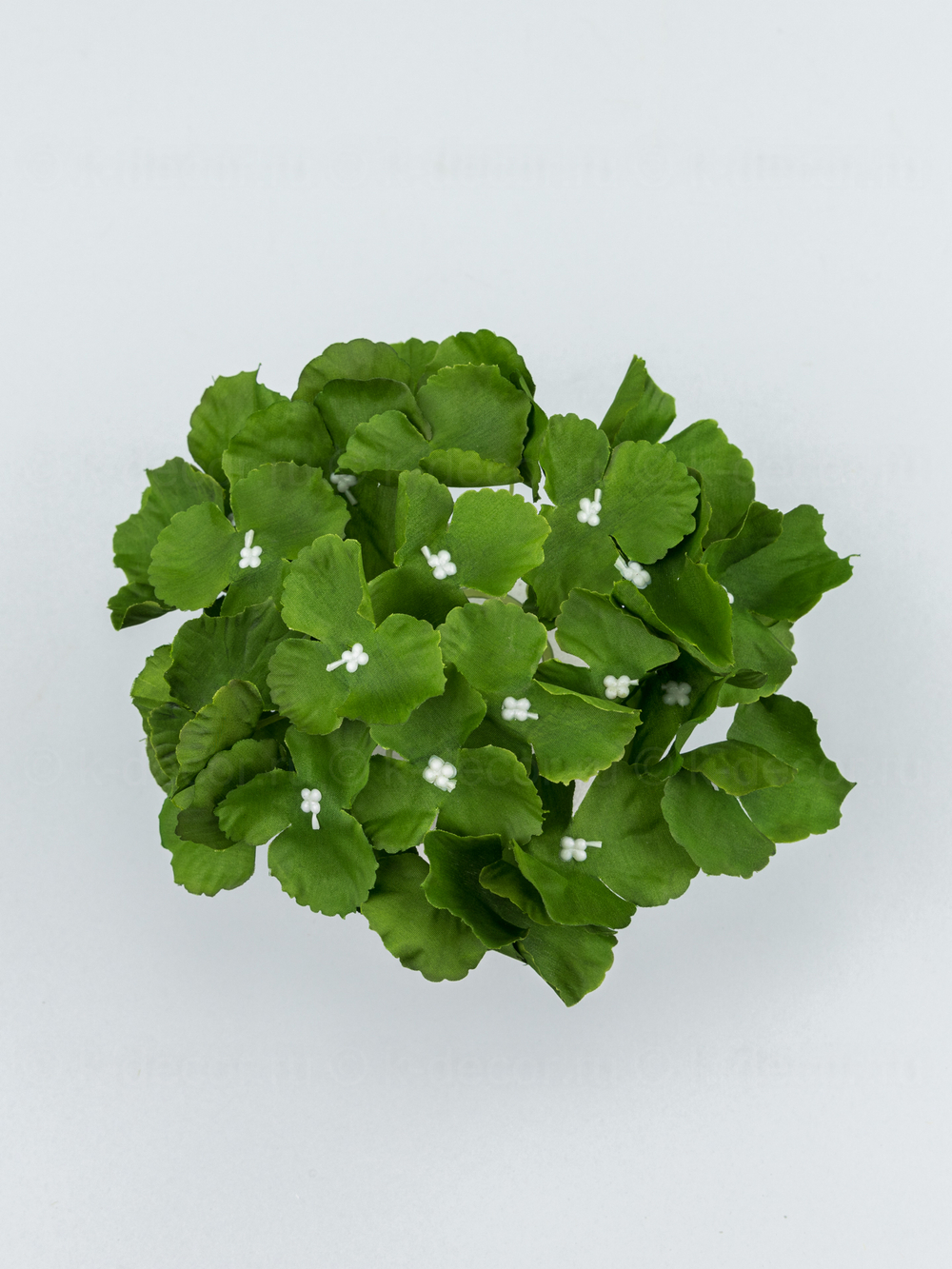 Гортензия Аннабель (голова)