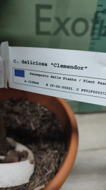 Мандарин "Clemendor"