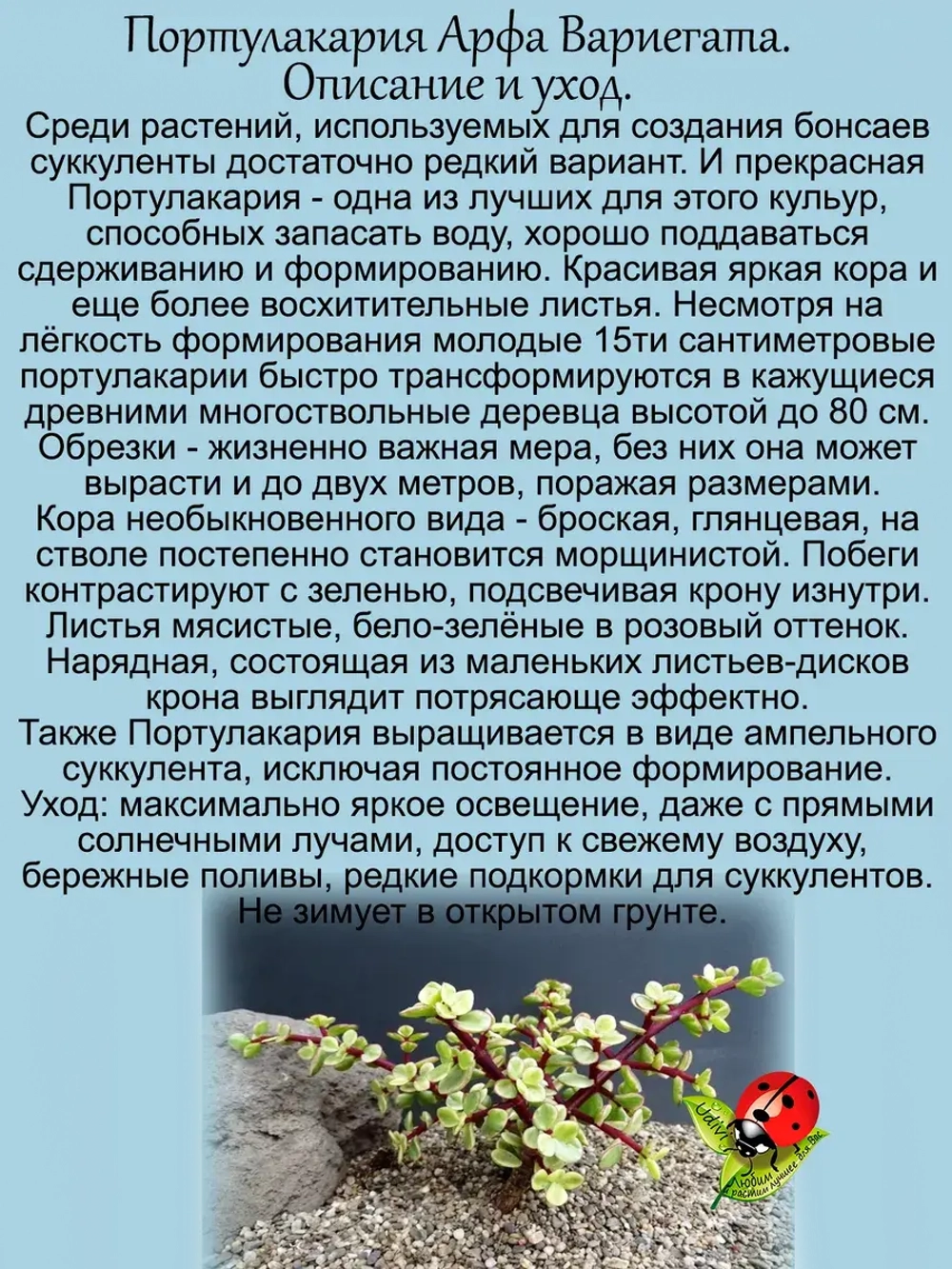 Портулакария Арфа Вариегата суккулент