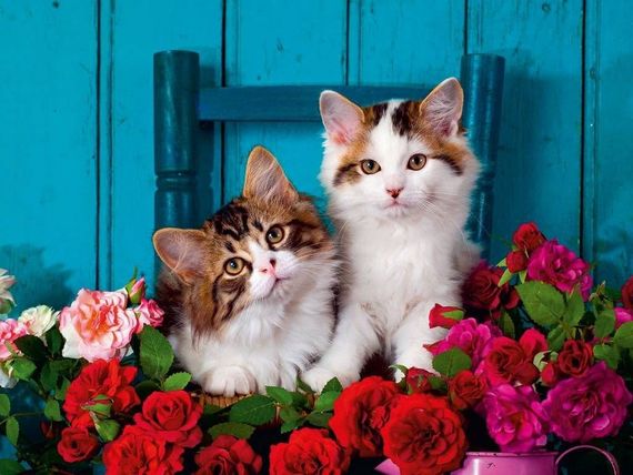Puzzle Kittens &amp; Roses 500pc