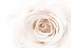 Коллекция Цветы