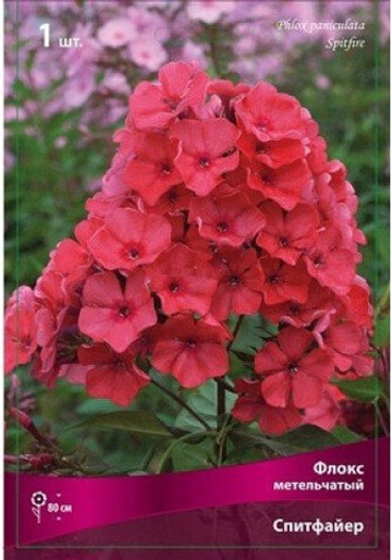 Флокс Спитфайр