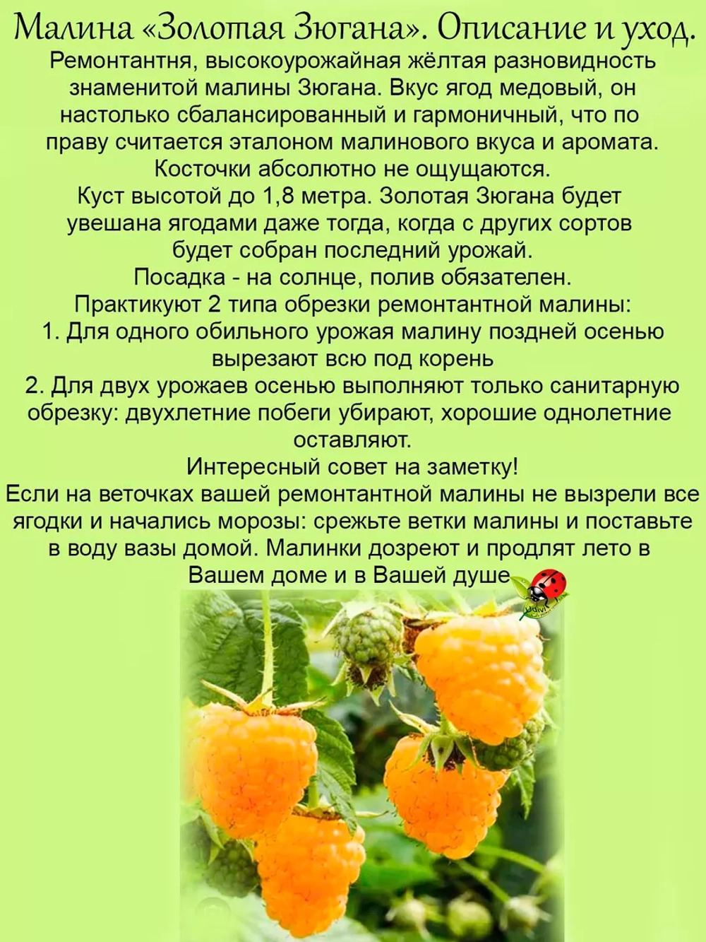 Малина ремонтантная Золотая Зюгана медовая жёлтая