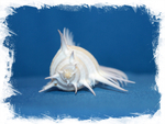 Ракушка Мурекс Пектен (Murex pecten) 8-12 см