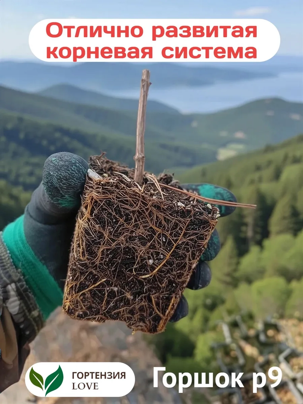 Бобо гортензия метельчатая