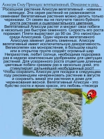 Алиссум Сноу Принцесс 2 вегетативный