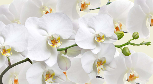 Фотообои 5-151 Белая ветка