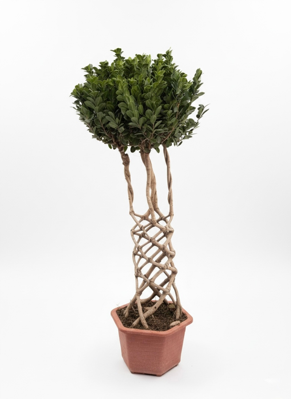 Фикус Dragon Pillar Ginseng д.43