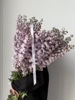 Дельфиниум сиреневый