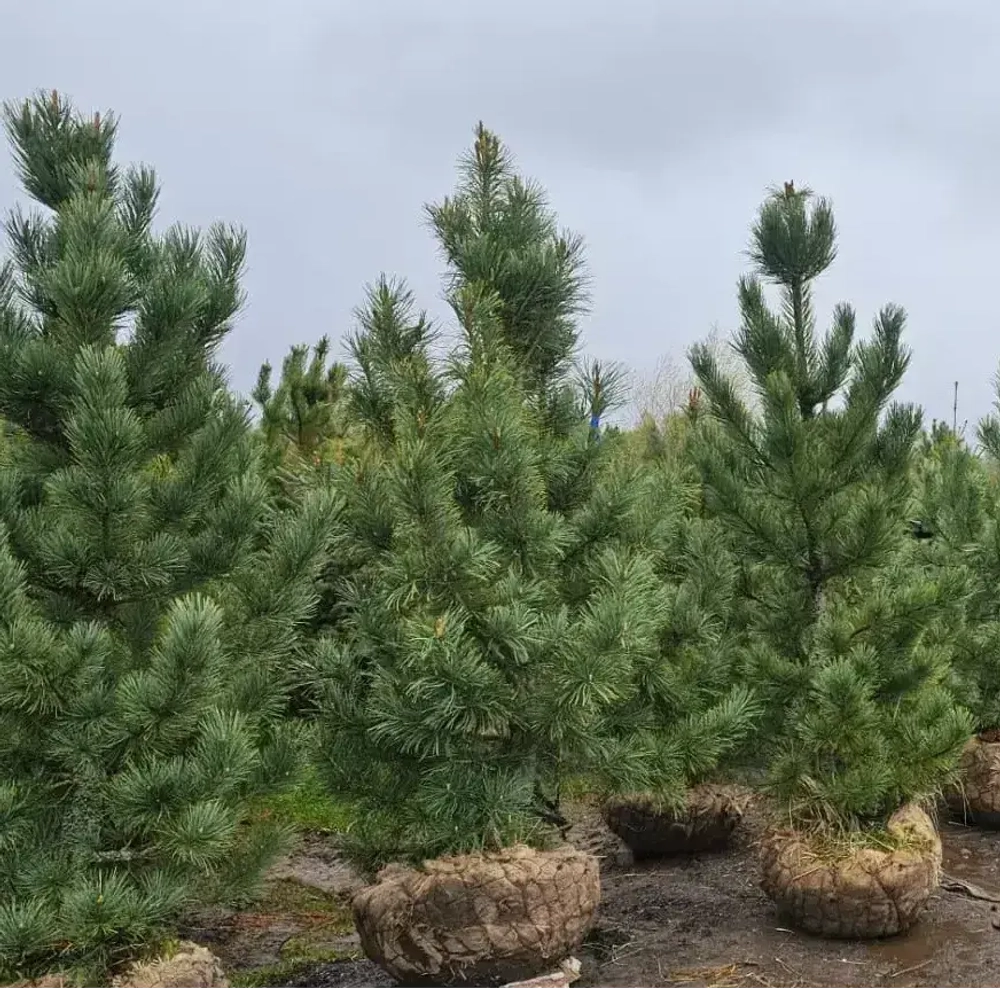 Сосна кедровая европейская (ком) 120-140