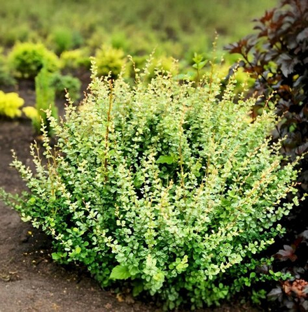 Барбарис Тунберга Kelleriis