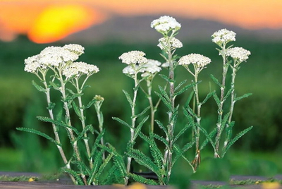 сухоцветы Тысячелистник трава 20 гр для свечей, творчества и ритуалов