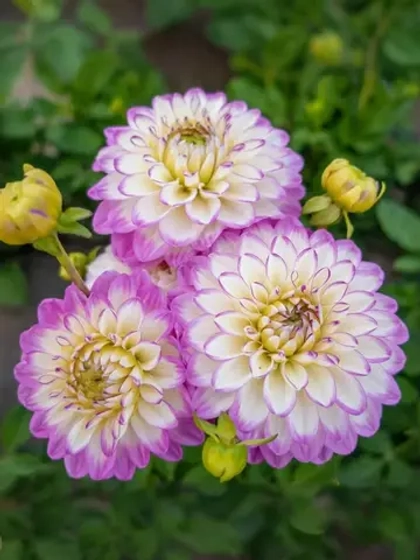 Георгин декоративный Дикси Мелоди