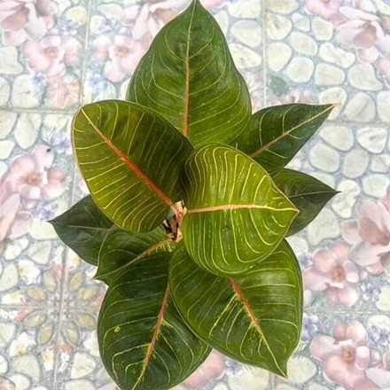 Аглаонема MOONLIGHT GREEN