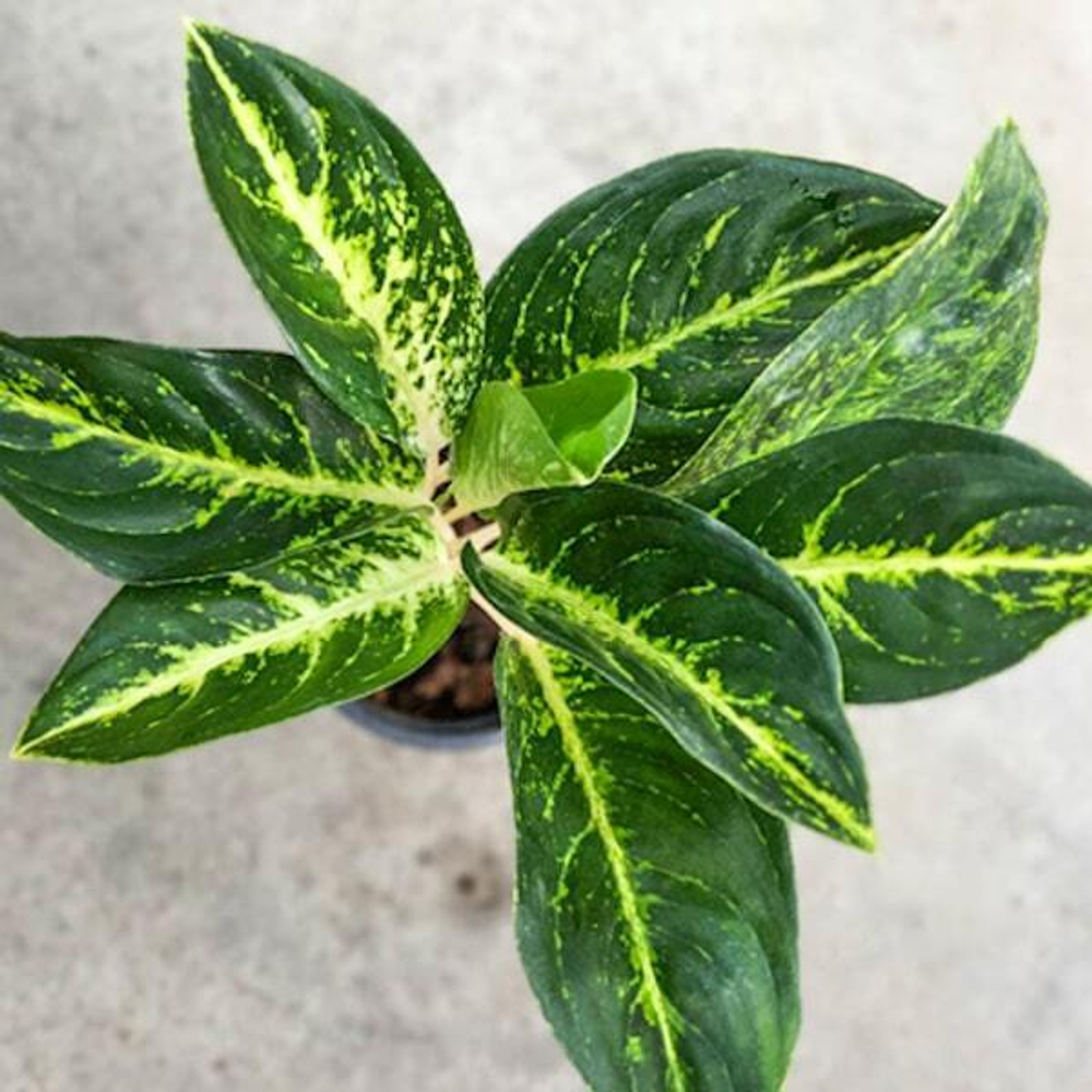 Аглаонема GREEN STARDUST