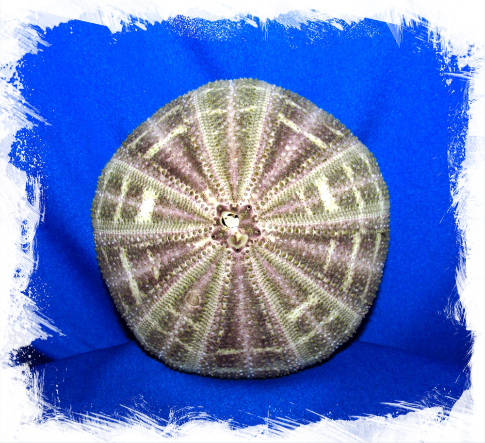 Панцирь Морского Ежа 10-12 см