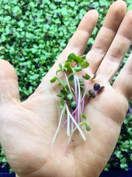 Микрозелень редиса