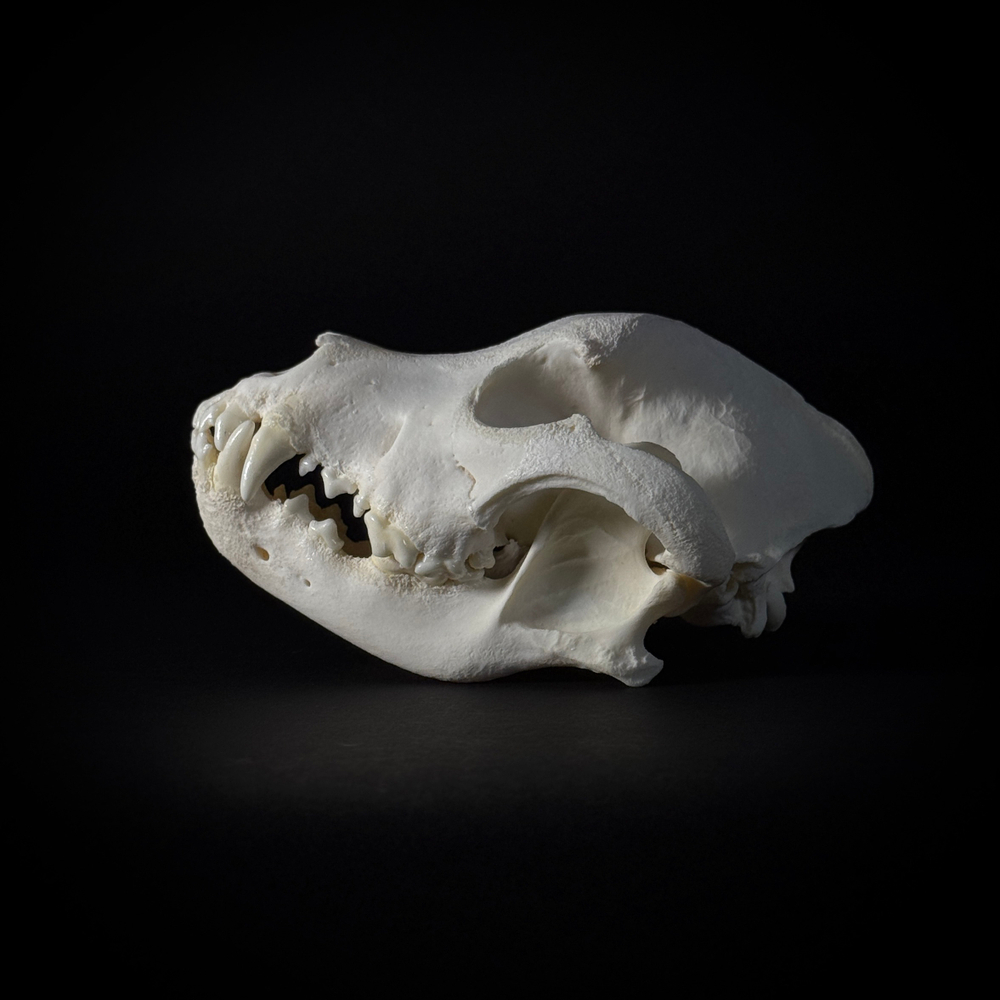 Череп собаки