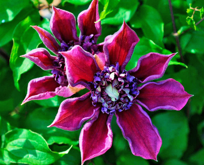 Клематис Темптейшен