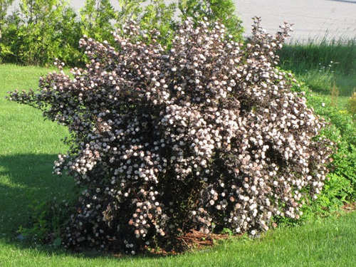 Саженец, Пузыреплодник, Диабло