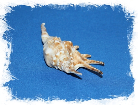 Ламбис-ламбис, 9-11см, 1шт