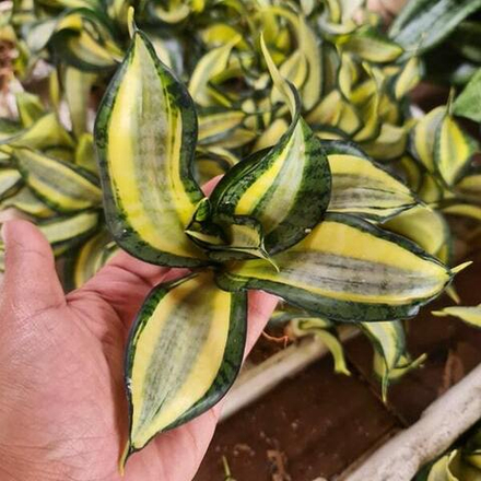 Сансевиерия GOLDEN WENDY