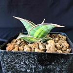 Сансевиерия PINGUICULA YELLOW