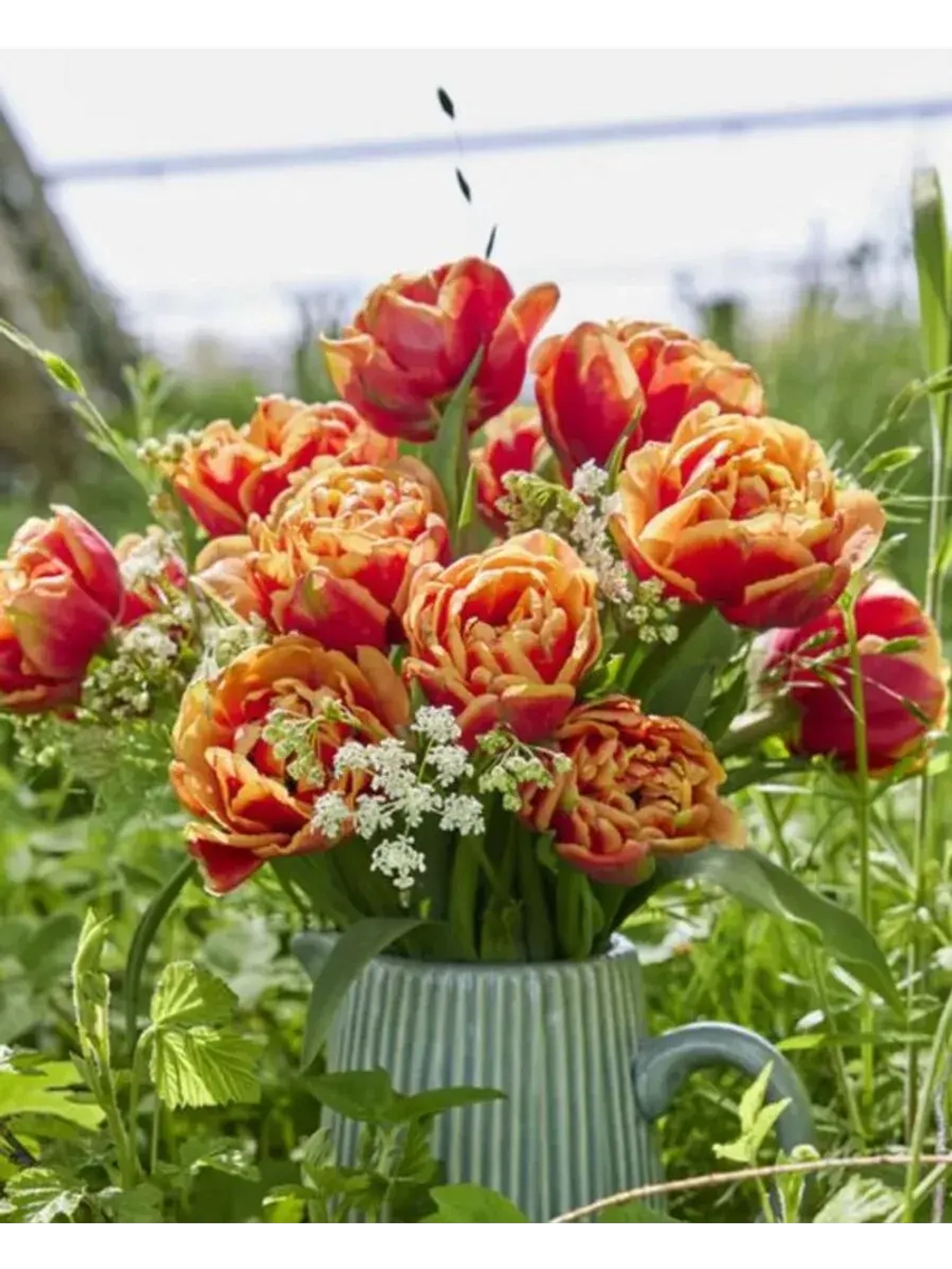 Тюльпаны Congo 4 шт, набор луковиц