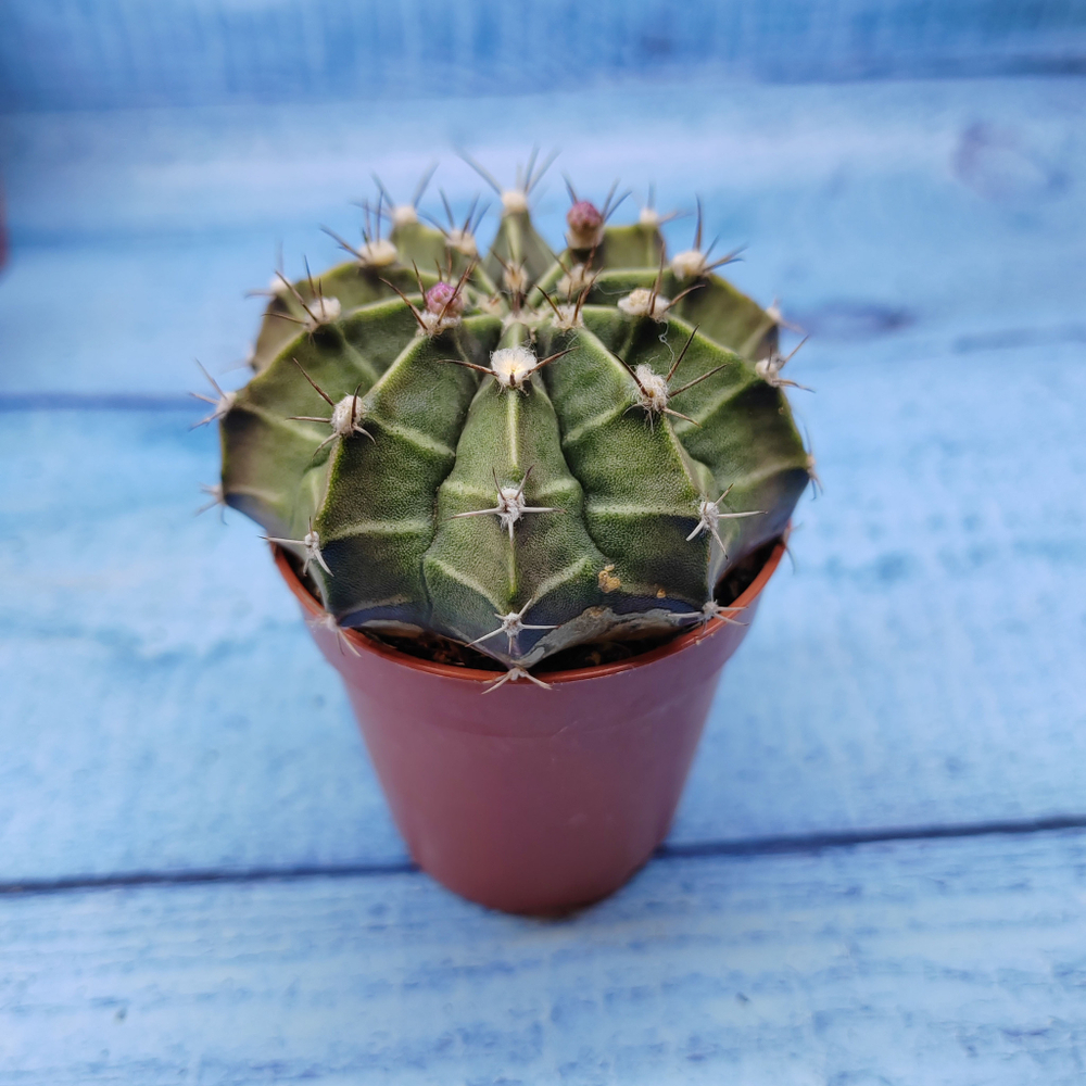 Gymnocalycium Friedrichii (Гимнокалициум)