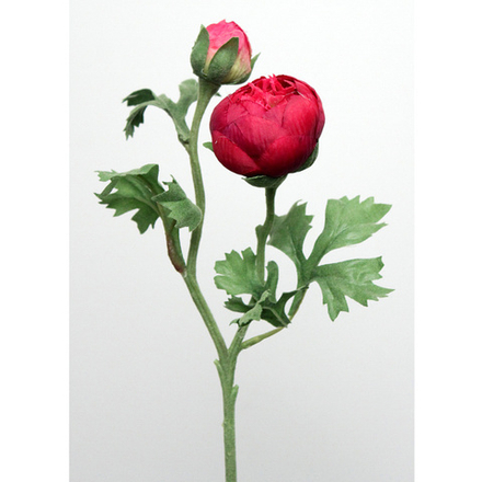 Ранункулюс красный